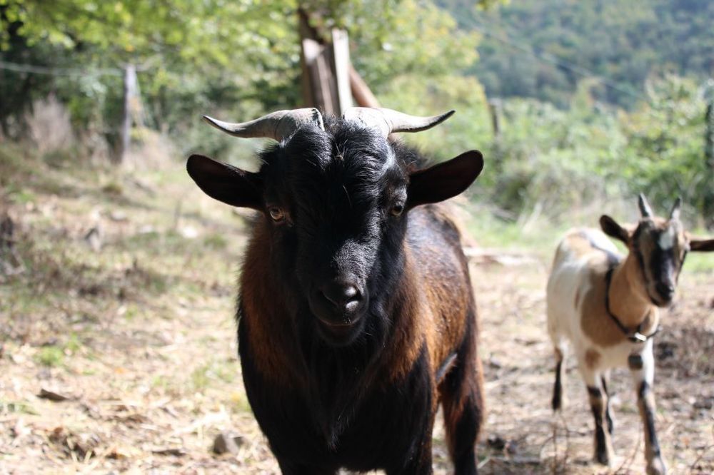 Agriturismo Casentino - Fattoria Ventrina Martina 외부 사진